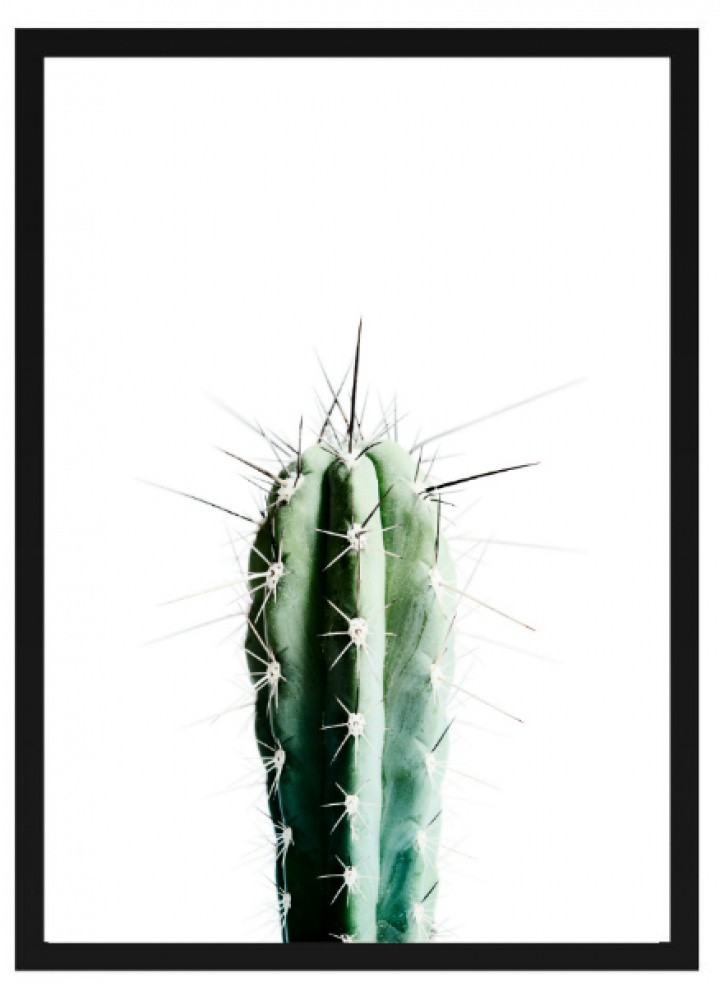Plakat - \'Kaktus\' i gruppen Indretning / Dekoration / Tavler & plakater hos Reforma (Poster_Kaktus)