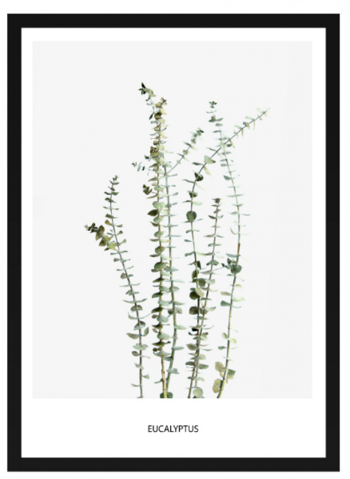  i gruppen Indretning / Dekoration / Tavler & plakater hos Reforma (Poster_eucalytus)